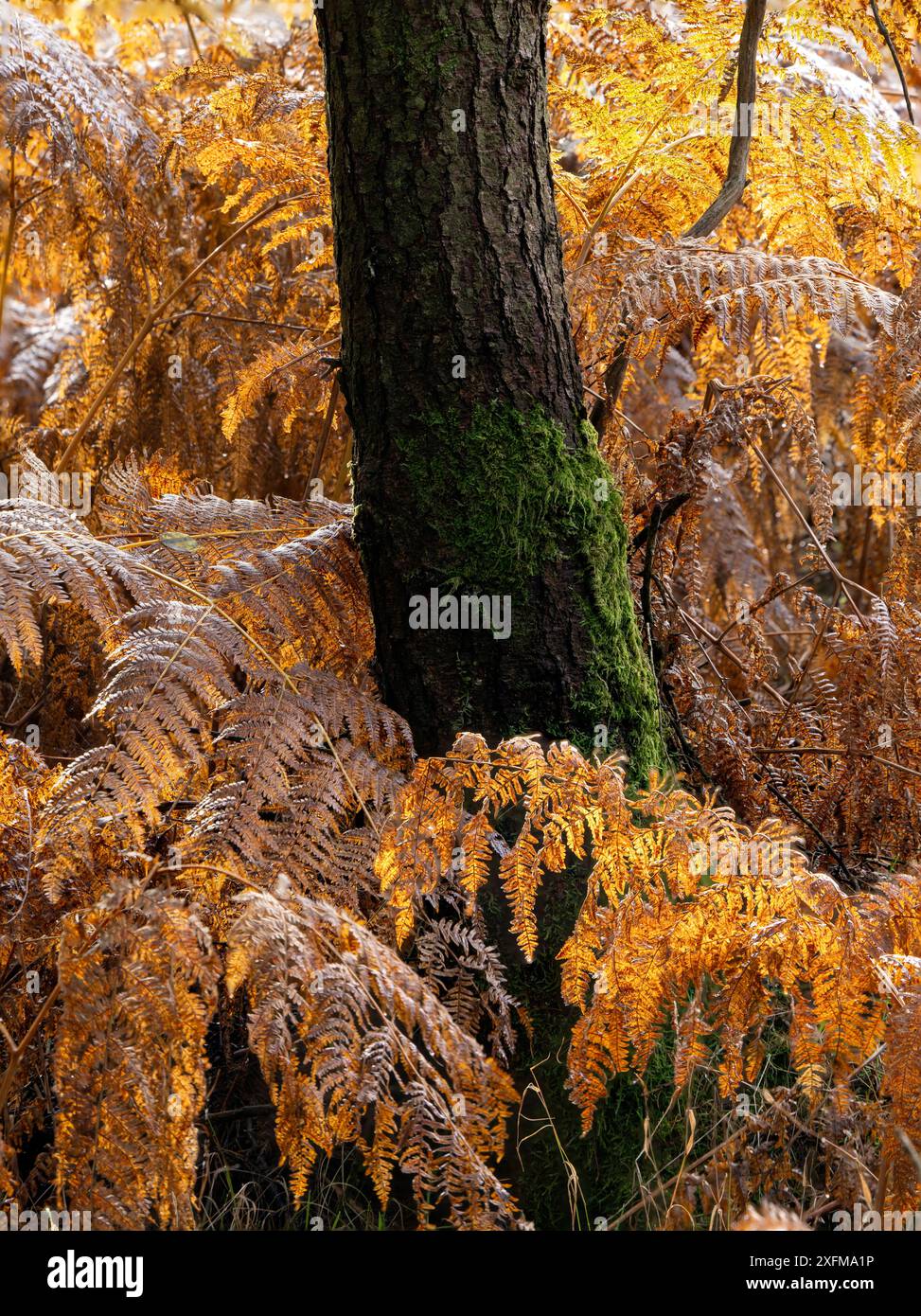 Mischwald in Mortimer Forest, Ludlow, Shropshire, Großbritannien Stockfoto