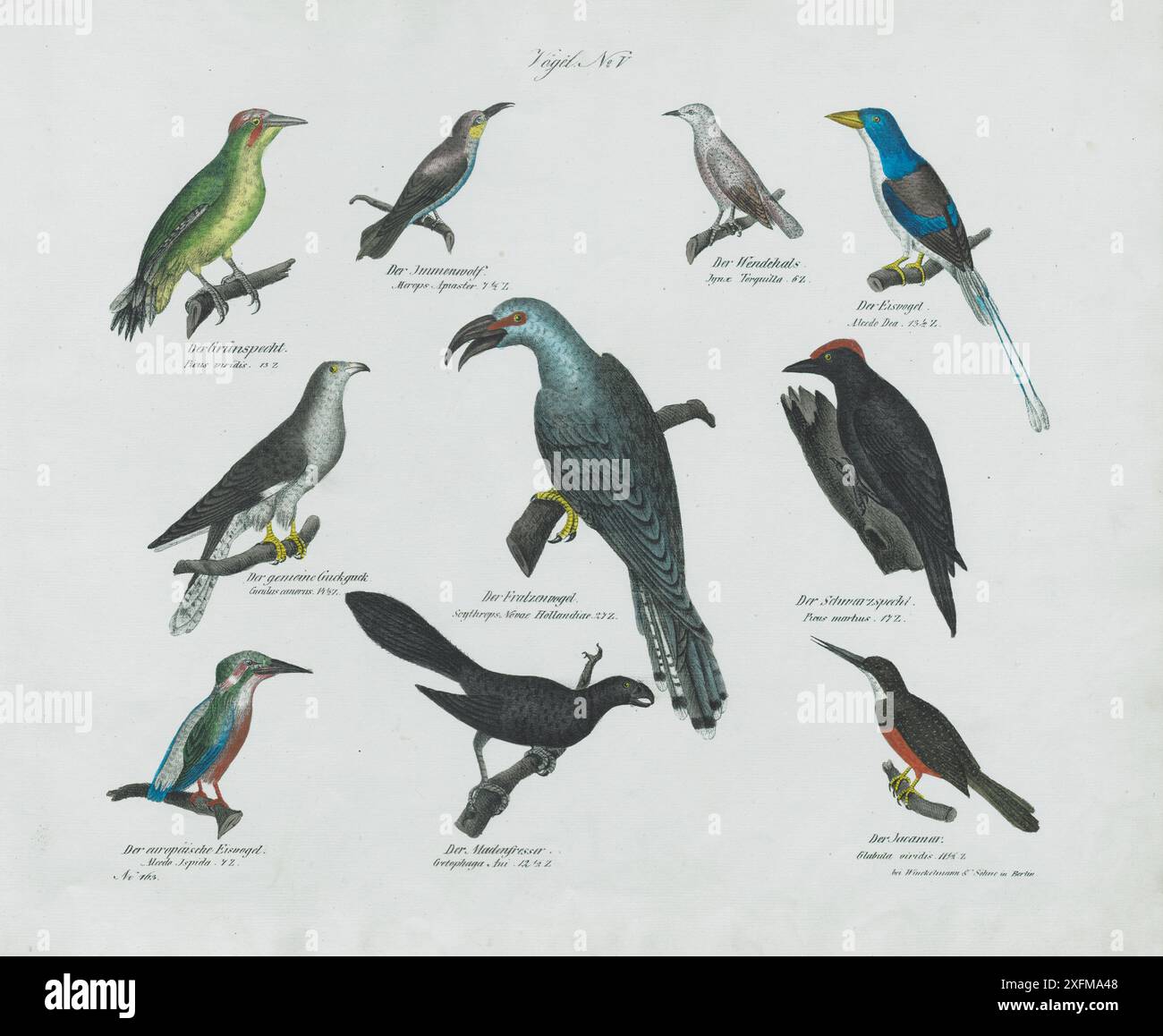 Vintage-Lithographie von Vögeln. Piciformes. Linnaeus, 1758. Nein V , 1836 der Grunspecht, Picus viridis, grüner Spechte. Der Jmmenwolf, Merops Apiaster, Bienenfresser. Der Wendehals, Jynx Torquilla, eurasischer Wrneck. Der Eisvogel, Alcedo DEA, eisvogel. Der Schwarzpecht, Picus martius, Schwarzspecht. Der Fratzenvogel, Scythrops Novae Hollandiae, Kanalschnabelkuckuck. Der gemaine Guckguck, Cuculus canorus, gemeiner Kuckuck. Der europaische Eisvoge, Alcedo Jspida, europäischer Bienenfresser. Der Madenfresser, Crotophaga Ani, Glattschuller-ani, der Jacammar, Glabula viridis, Jacamar. Stockfoto