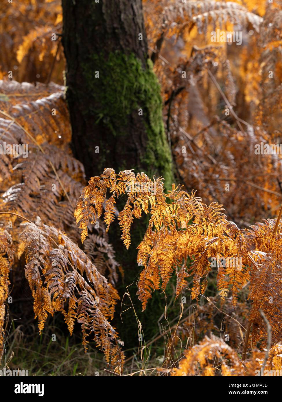 Mischwald in Mortimer Forest, Ludlow, Shropshire, Großbritannien Stockfoto