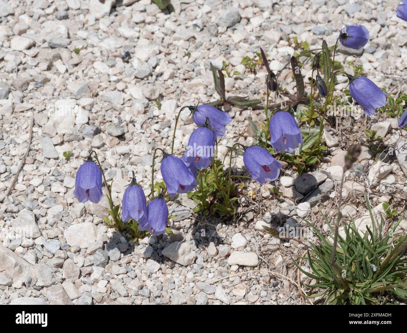 Feenhülle (Campanula cochlearifolia) Blumen, Campo Imperatore, Abruzzen, Italien, Juni. Stockfoto