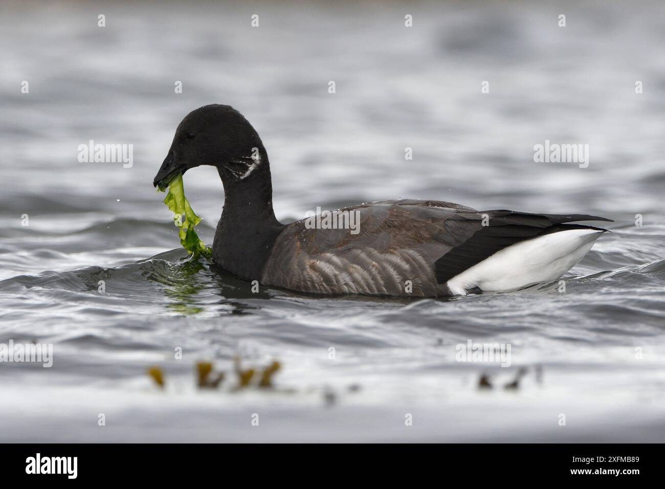 Brant Goose (Branta bernicla) Bay de Morlaix, Bretagne, Frankreich. Oktober. Stockfoto