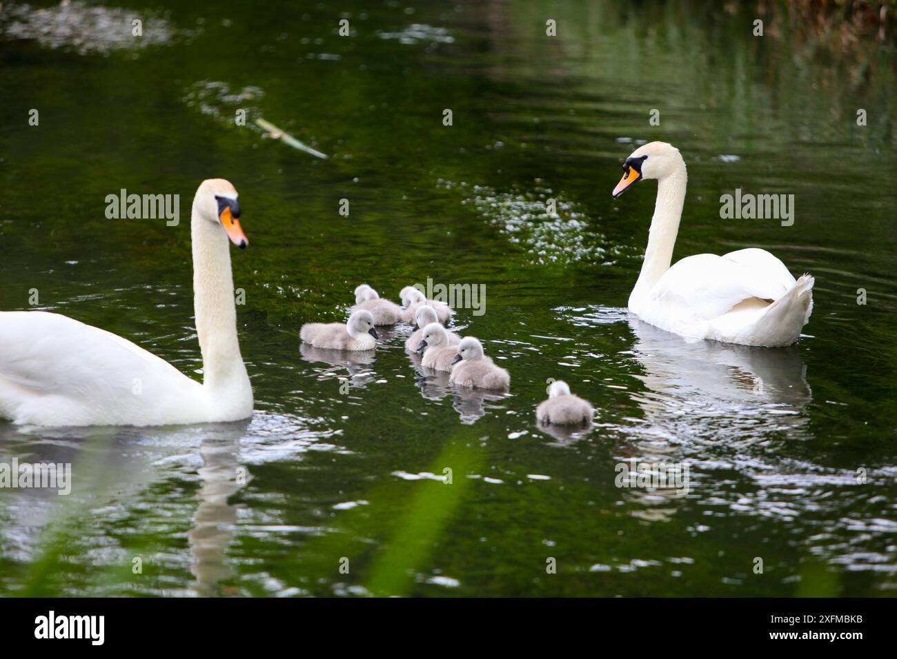Swan Family – zwei Schwäne mit ihren Zygneten am Fluss Wylye in Wilton Wiltshire im Sommer 2024. Stockfoto