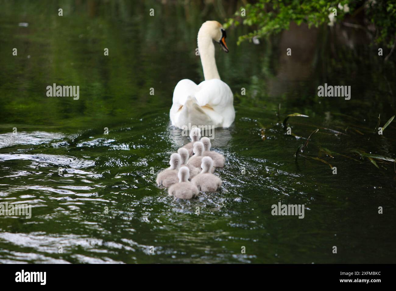 Swan Family – zwei Schwäne mit ihren Zygneten am Fluss Wylye in Wilton Wiltshire im Sommer 2024. Stockfoto