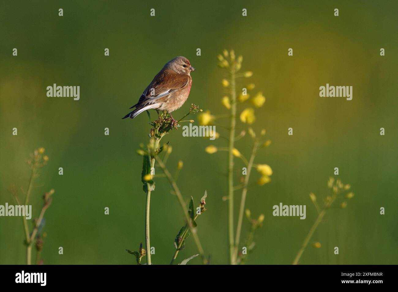 Linaria cannabina, Vogesen, Frankreich Stockfoto
