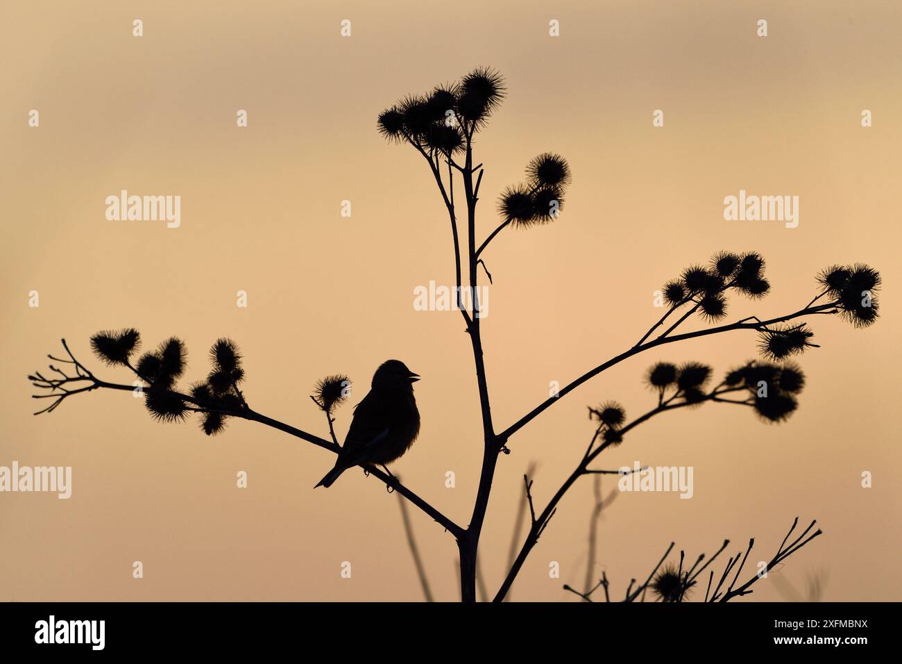 Linaria cannabina Silhouetted, Vogesen, Frankreich Stockfoto