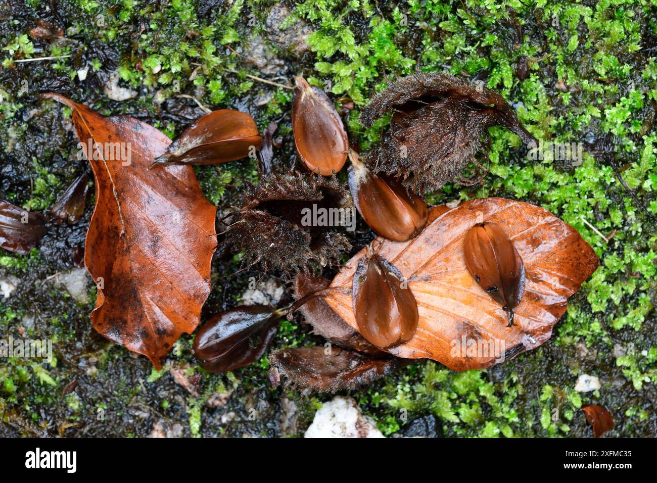Blätter und Früchte der Buche (Fagus sylvatica), Vogesen, Frankreich, November. Stockfoto