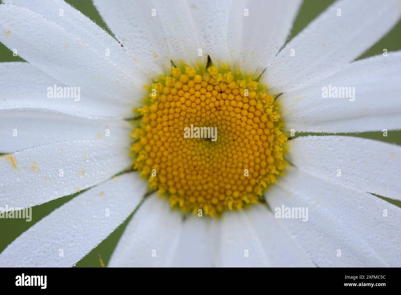 Ochsenauge Gänseblümchen (Leucanthemum vulgare) Vogesen, Frankreich, Mai. Stockfoto