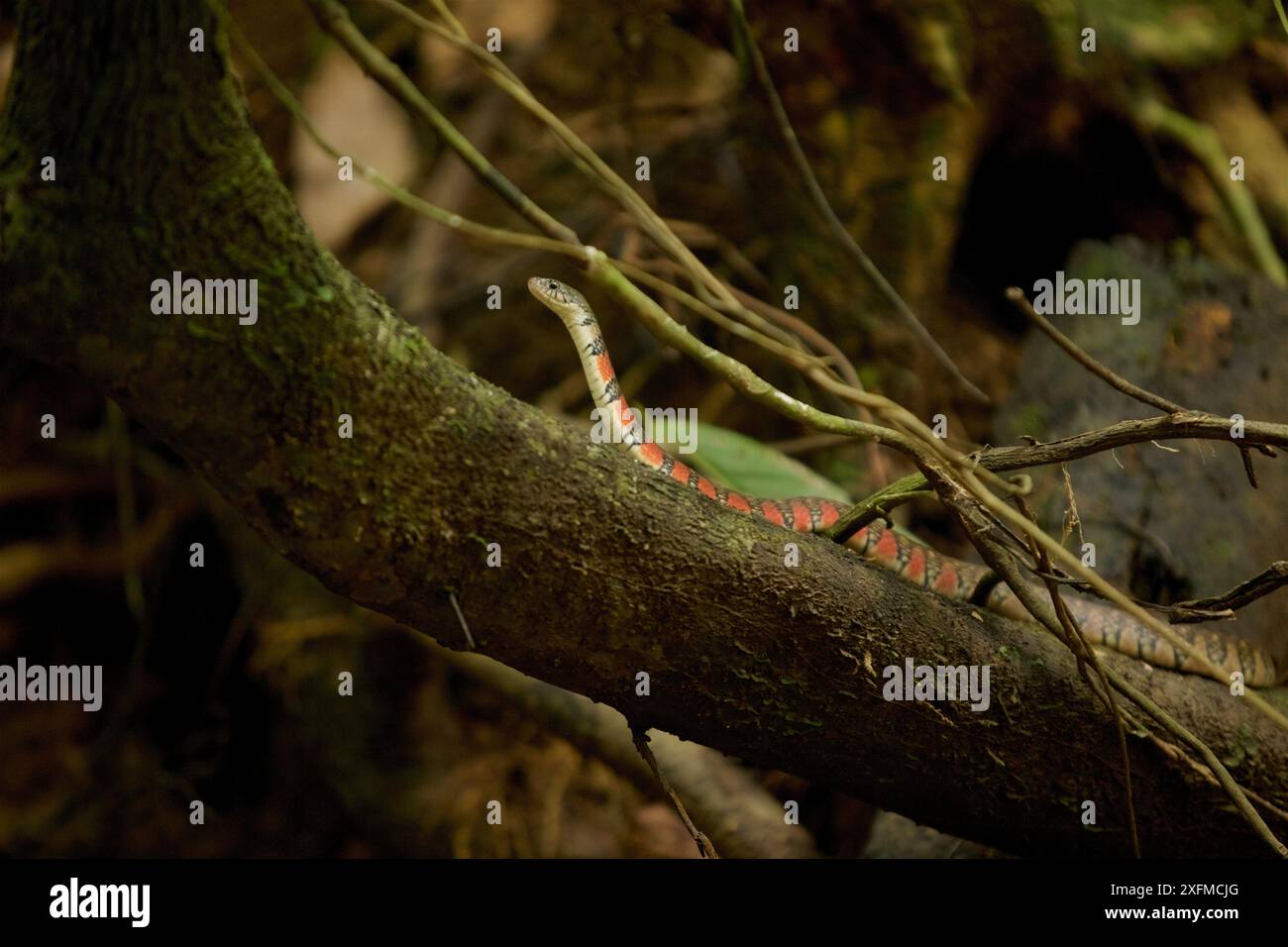 Die rote Keelback-Wasserschlange (Xenochrophis trianguligerus) Gunung Palung National Park, Borneo. Stockfoto
