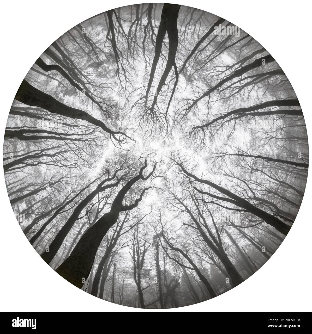 Buchen (Fagus sylvatica) im Winter, fotografiert mit einer kreisförmigen Fischaugenlinse. Derbyshire, Großbritannien. Dezember. Stockfoto