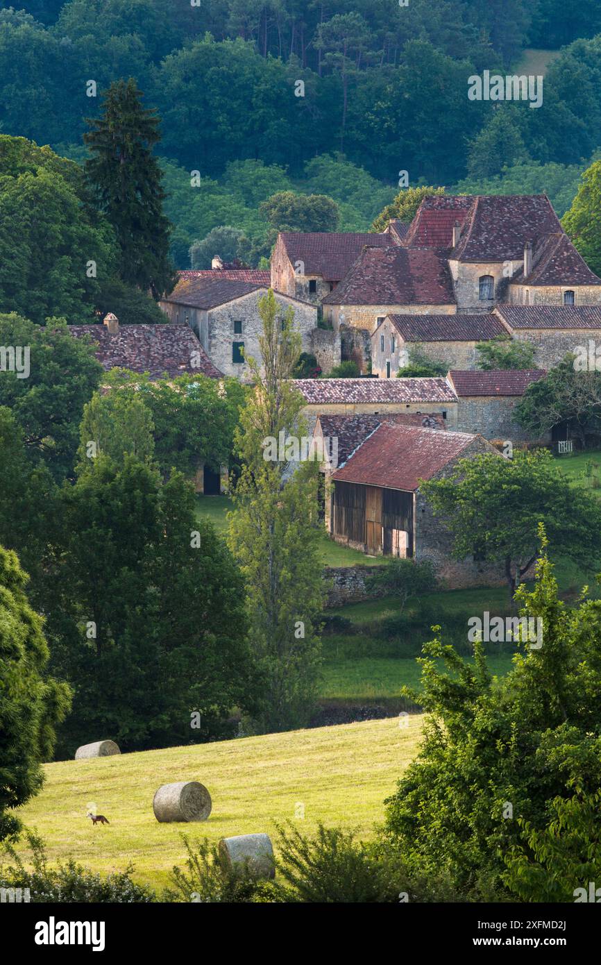 Rotfuchs (Vulpes vulpes) in der Nähe von Molieres, Pays de Bergerac, PÃ rigord, Dordogne, Frankreich, Juni Stockfoto