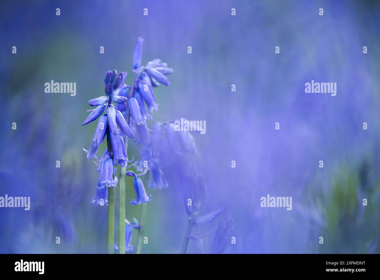 Glockenblumen (Hyacinthoides non-scripta) Dorset, England, Großbritannien, April. Stockfoto