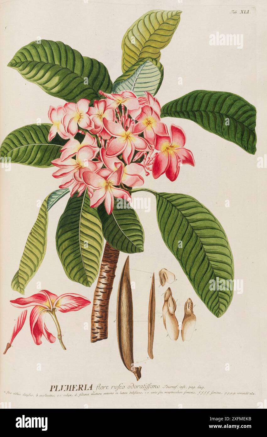 Plantae selectae von Christoph Jakob Trew. Museum: PRIVATE SAMMLUNG. Stockfoto