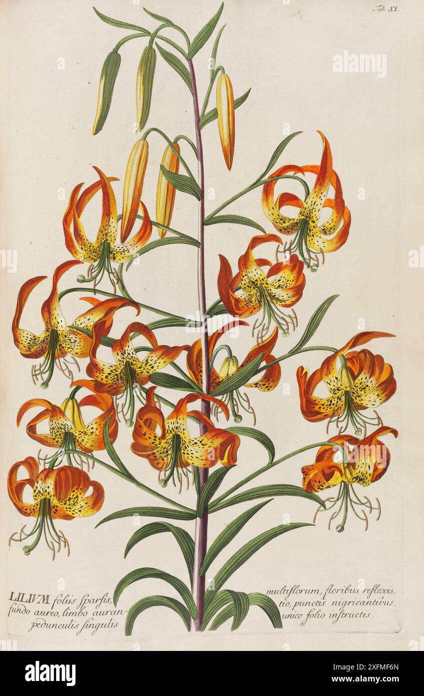 Plantae selectae von Christoph Jakob Trew. Museum: PRIVATE SAMMLUNG. Stockfoto