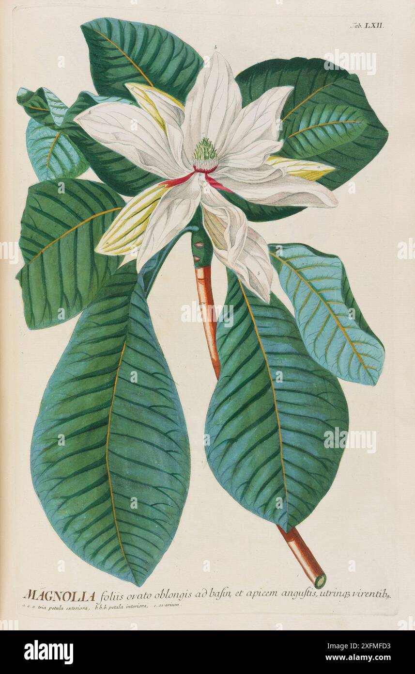 Plantae selectae von Christoph Jakob Trew. Museum: PRIVATE SAMMLUNG. Stockfoto