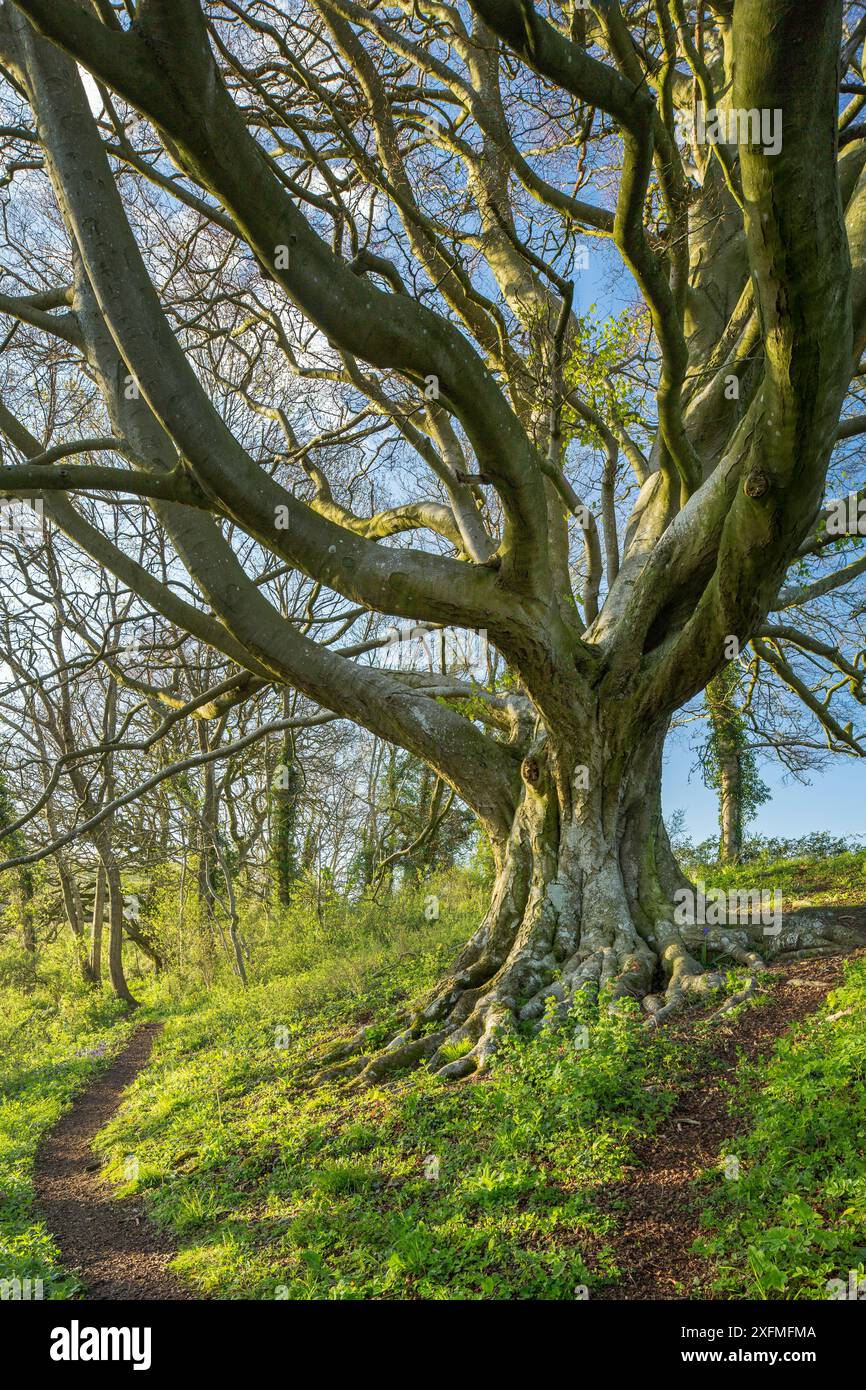 Buche (Fagus sylvatica) Tree, Milborne Wick Woods, Somerset, England, Großbritannien Juli 2015. Stockfoto