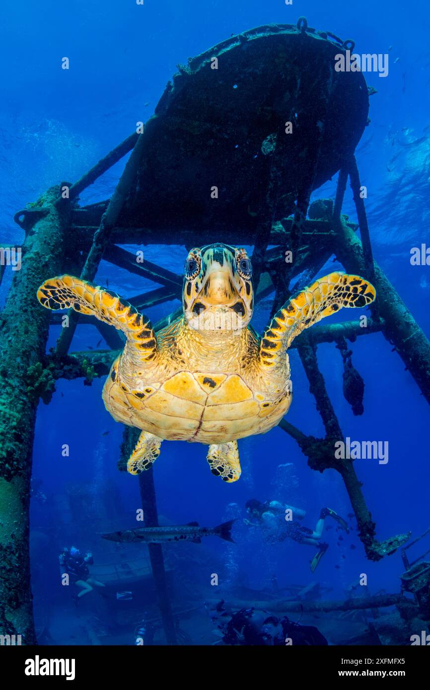 Karettschildkröte (Eretmochelys imbricata) mit dem Wrack der USS Kittiwake (US-amerikanisches U-Boot-Rettungsschiff). Seven Mile Beach, Grand Cayman, Cayman Islands, British West Indies. Karibik. Stockfoto