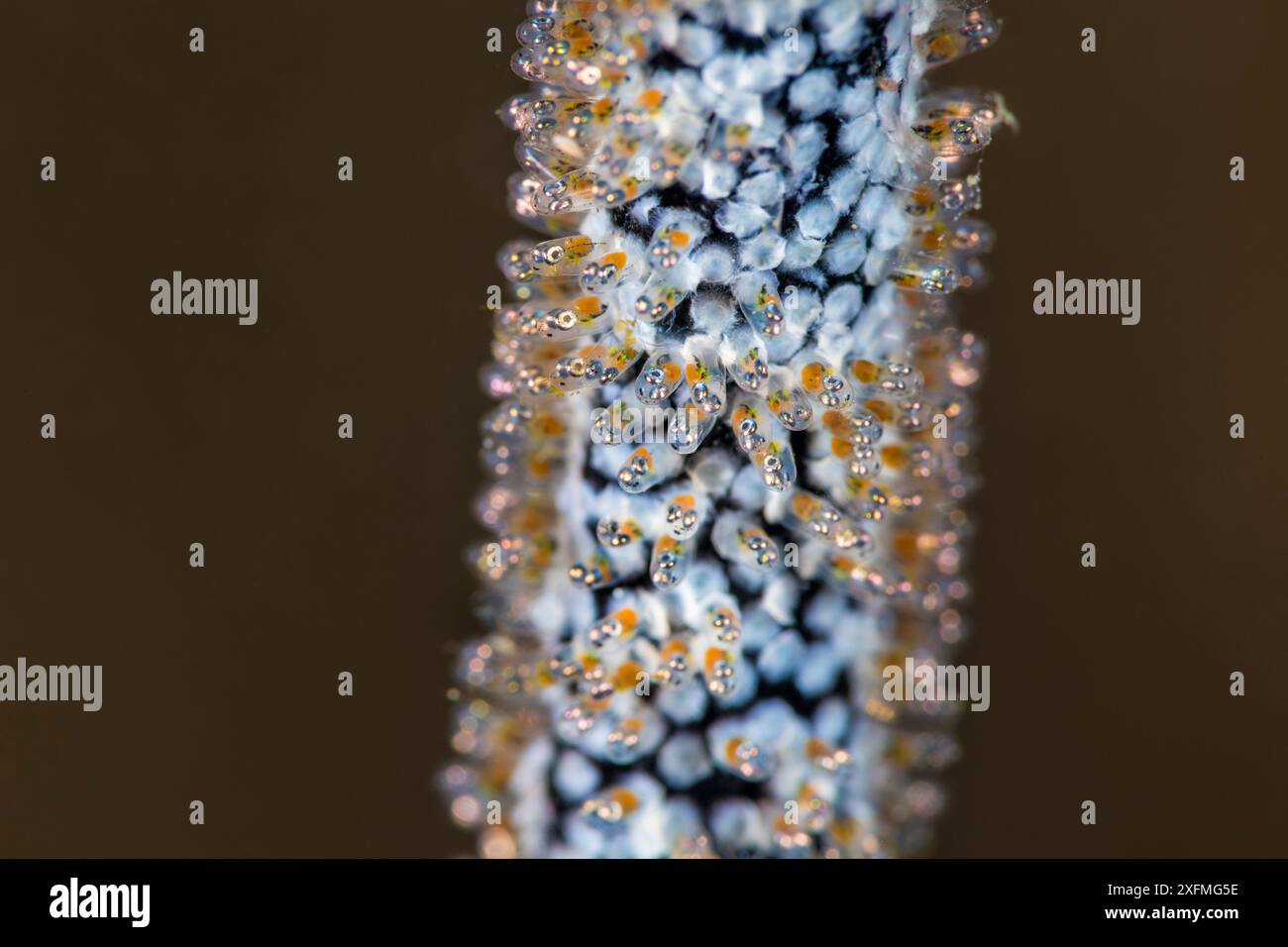 Goldene Jungfrau (Amblyglyphidodon aureus) Eier auf einer Peitschenkoralle gelegt. Bitung, Nord-Sulawesi, Indonesien. Lembeh-Straße, Molukkensee. Stockfoto