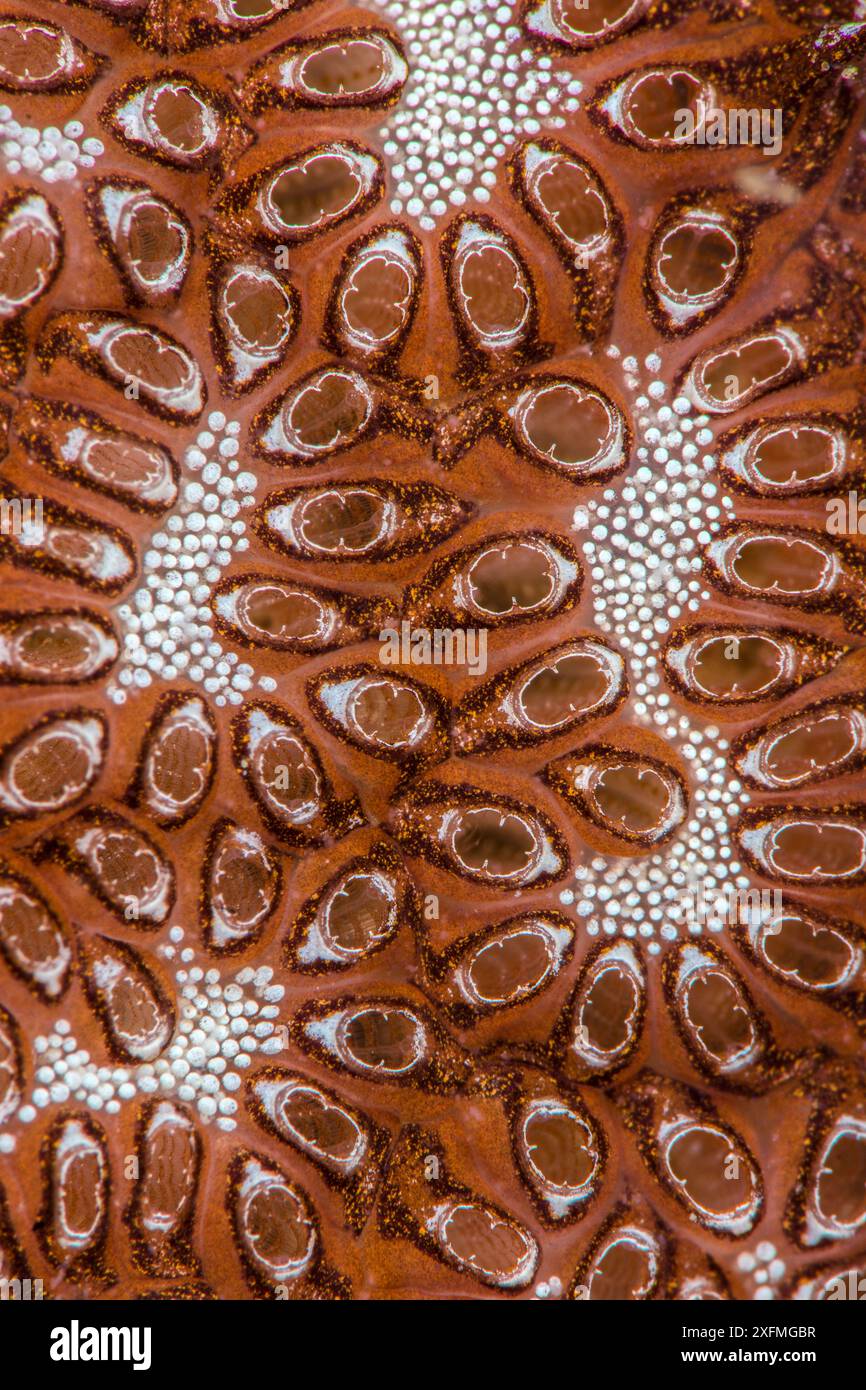 Detailansicht des Musters in einer Kolonialtunicate (Botryllus sp.). Anilao, Batangas, Luzon, Philippinen. Verde Island Passagen, Tropischer Westpazifik. Stockfoto