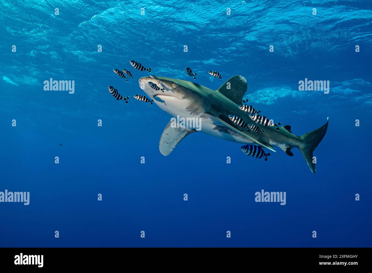 Der Weißspitzenhai (Carcharhinus longimanus) wird von Pilotenfischen (Naukrates ductor) begleitet, während er unter der Oberfläche des Roten Meeres in der Nähe von Little Brother Island fährt. Der Brothers Islands National Park, Ägypten. Rotes Meer. Stockfoto