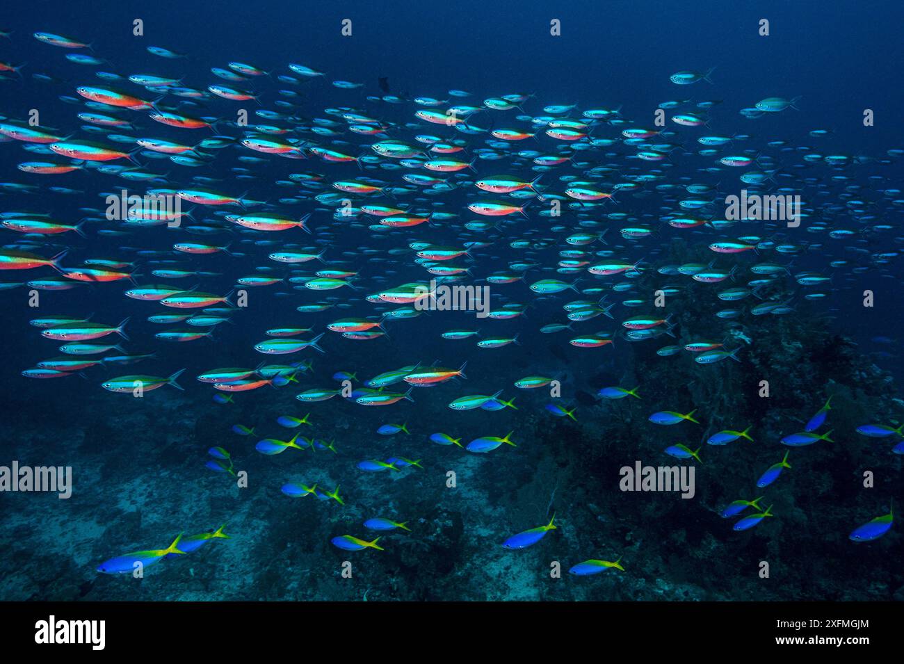 Blauer und gelber Fusilier (Caesio teres) und Neon Fusilier (Pterocaesio Fliese) über einem Korallenriff. Sardine Reef, Raja Ampat, West Papua, Indonesien. Dampier Strait, tropischer Westpazifik. Stockfoto