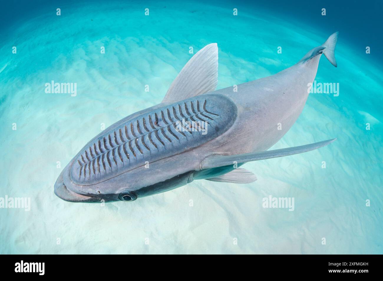 Remora remora (Remora remora) mit selbstklebender Scheibe oder Saugplatte, Bimini, Bahamas. Golfstrom, tropischer Westatlantik Stockfoto