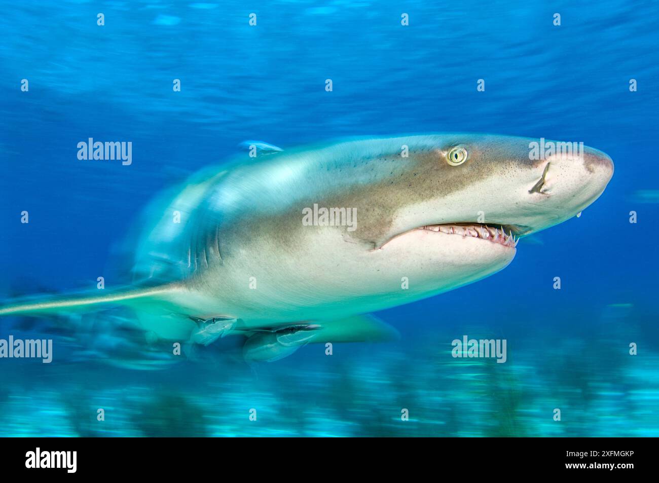 Zitronenhai (Negaprion brevirostris) begleitet von Remoras (Echeneis naucrates) im Flachwasser. Little Bahama Bank. Bahamas. Tropischer Westatlantik. Stockfoto