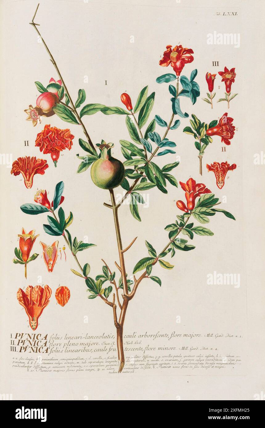 Plantae selectae von Christoph Jakob Trew. Museum: PRIVATE SAMMLUNG. Stockfoto