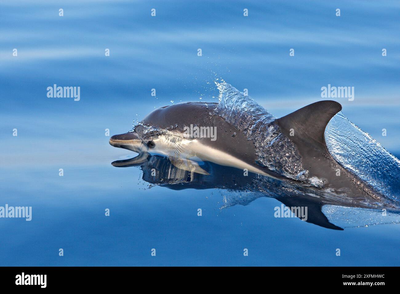 Gestreifter Delfin (Stenella coeruleoalba) Straße von Gibraltar, Spanien Stockfoto