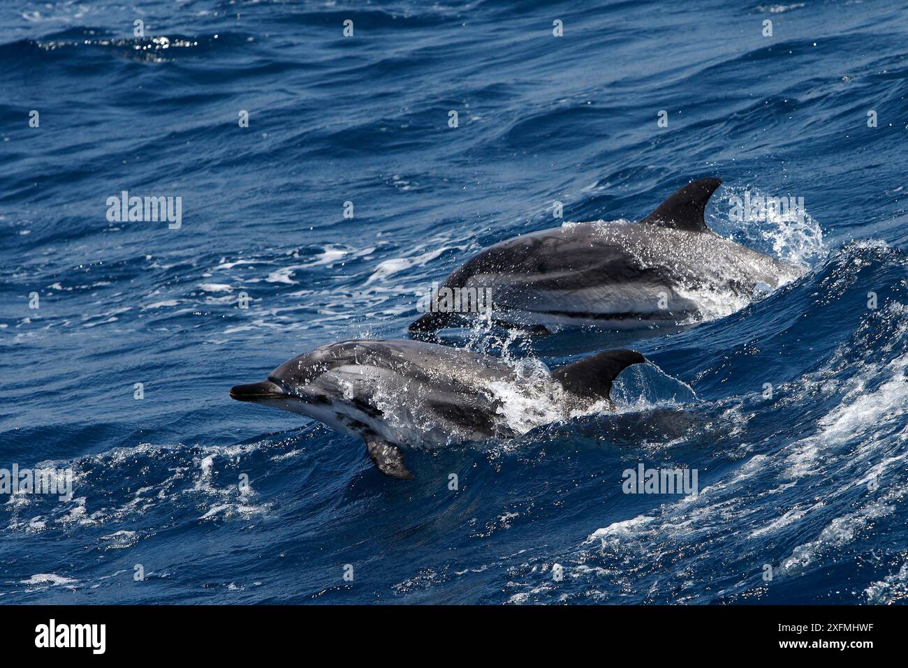 Streifendelfin (Stenella coeruleoalba) Breaching, Straße von Gibraltar, Spanien Stockfoto