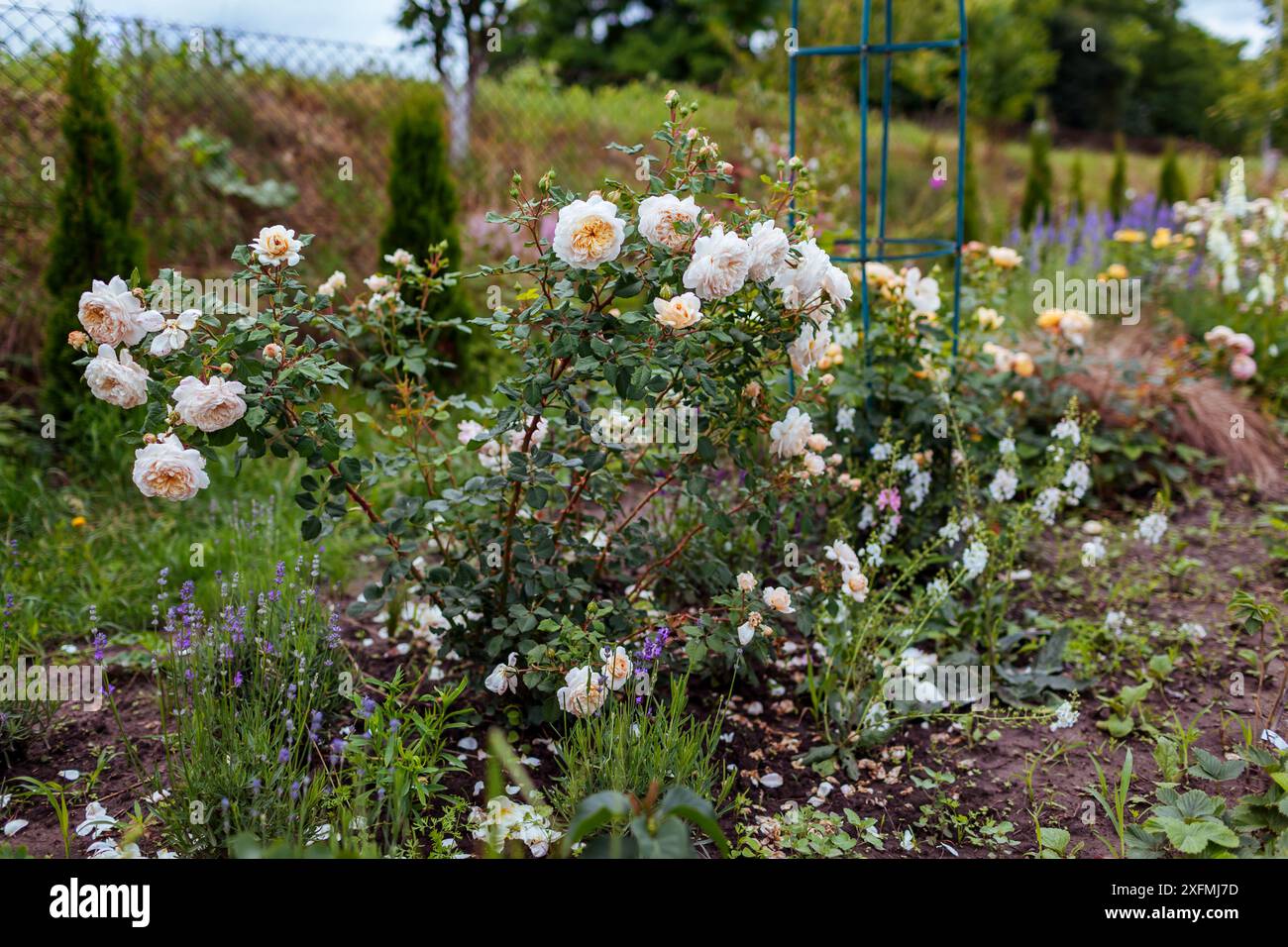 Englische Krokusrose blüht im Sommergarten. Weiße cremige mehrblättrige Blüten wachsen auf Sträuchern. Austin-Auswahl Stockfoto