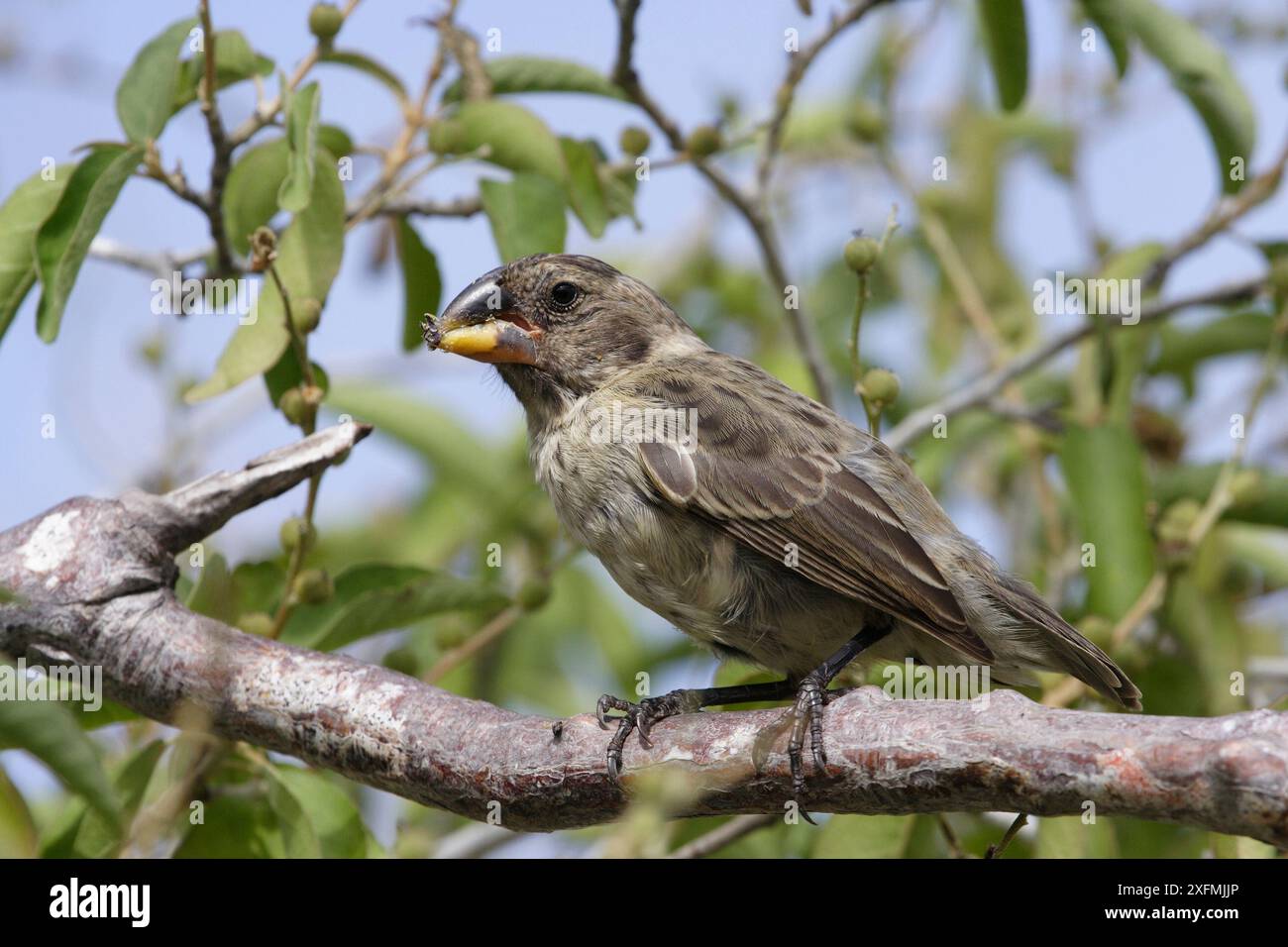 Mittelgroßer fink (Geospiza fortis), weibliche Samen essen, Cerro Dragon, Santa Cruz Insel, Galapagos Insel. Stockfoto