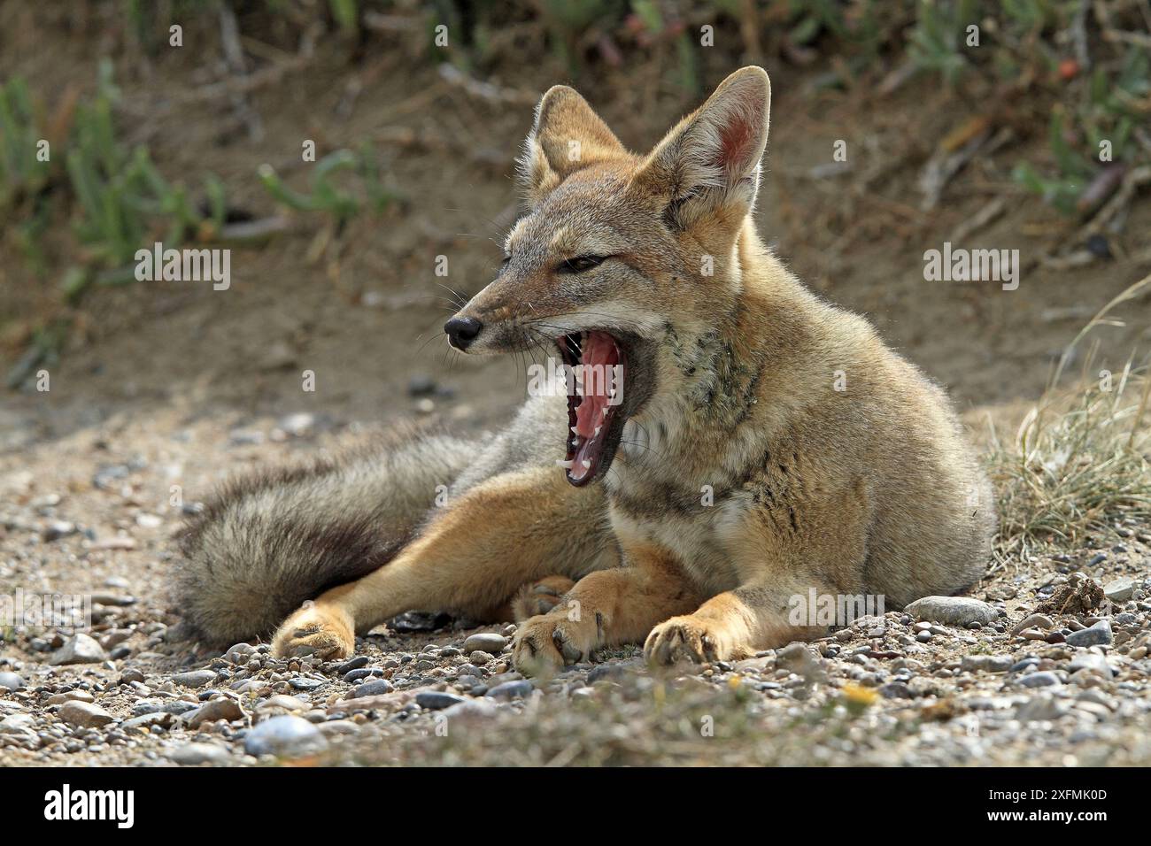 Südamerikanischer Graufuchs (Dusicyon griseus), ruhend und gähnend, Punta Norte, Halbinsel Valdes, Argentinien Stockfoto