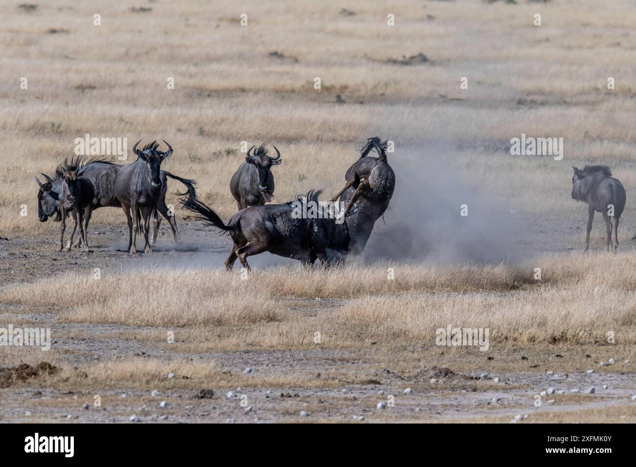 Gnus kämpfen in Etosha Nambibia. Stockfoto