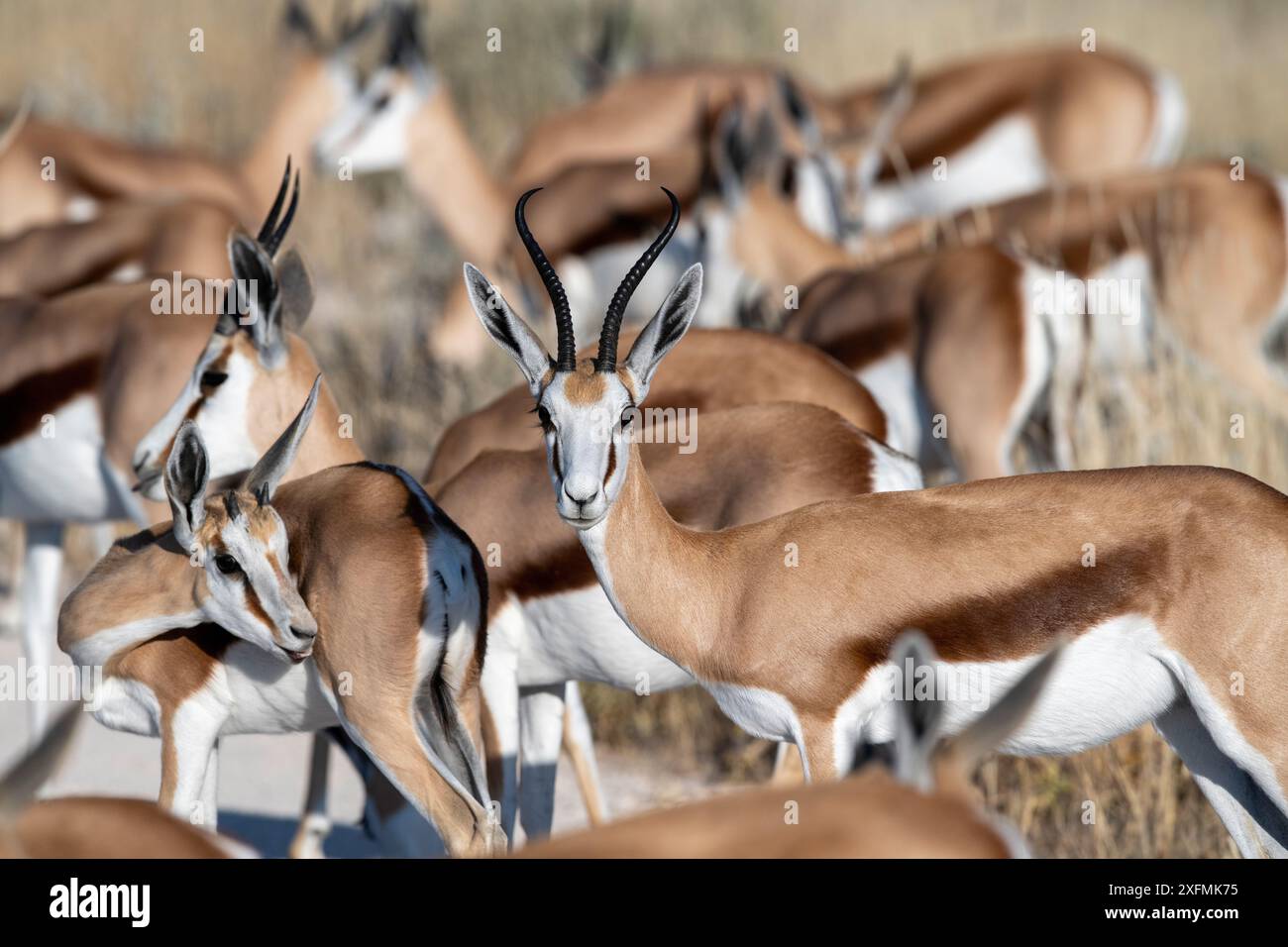 Springbockherde in Nambibia. Stockfoto