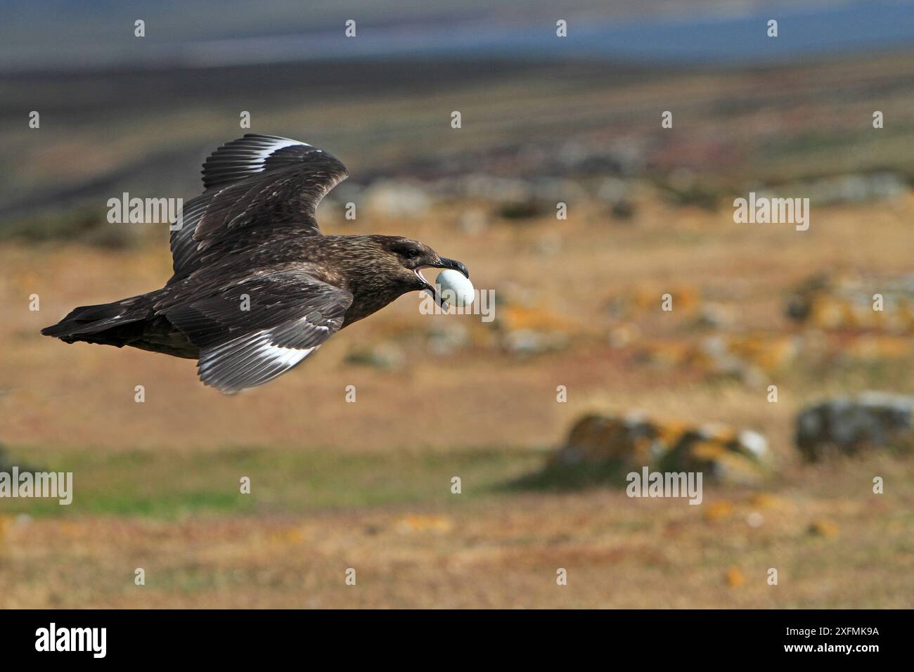 Falkland Skua (Catharacta antarktis) fliegt mit dem prädatierten Königskormoran / Weißbauchrauchen (Leucocarbo atriceps albiventer) Ei im Schnabel, auf Pebble Island, Falklandinseln Stockfoto