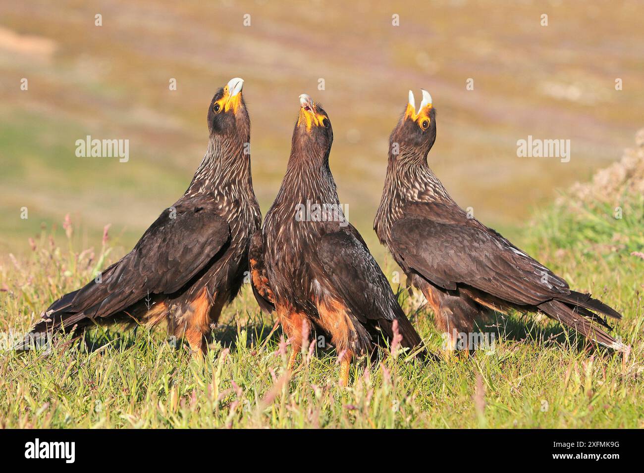 Gestreifte Caracara (Phalcoboenus australis), drei Erwachsene am Boden, Balzritual, Stepple Jason Island, Falklandinseln. Nur kleine Repro. Stockfoto