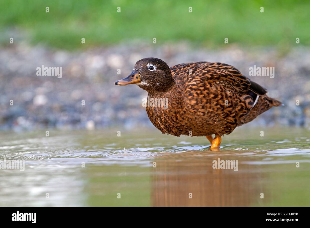 Laysan-Ente (Anas laysanensis), eine Ente, die auf den hawaiianischen Inseln endemisch ist, Sand Island, Midway Atoll National Wildlife Refuge, Hawaii. Kritisch Gefährdet. Stockfoto