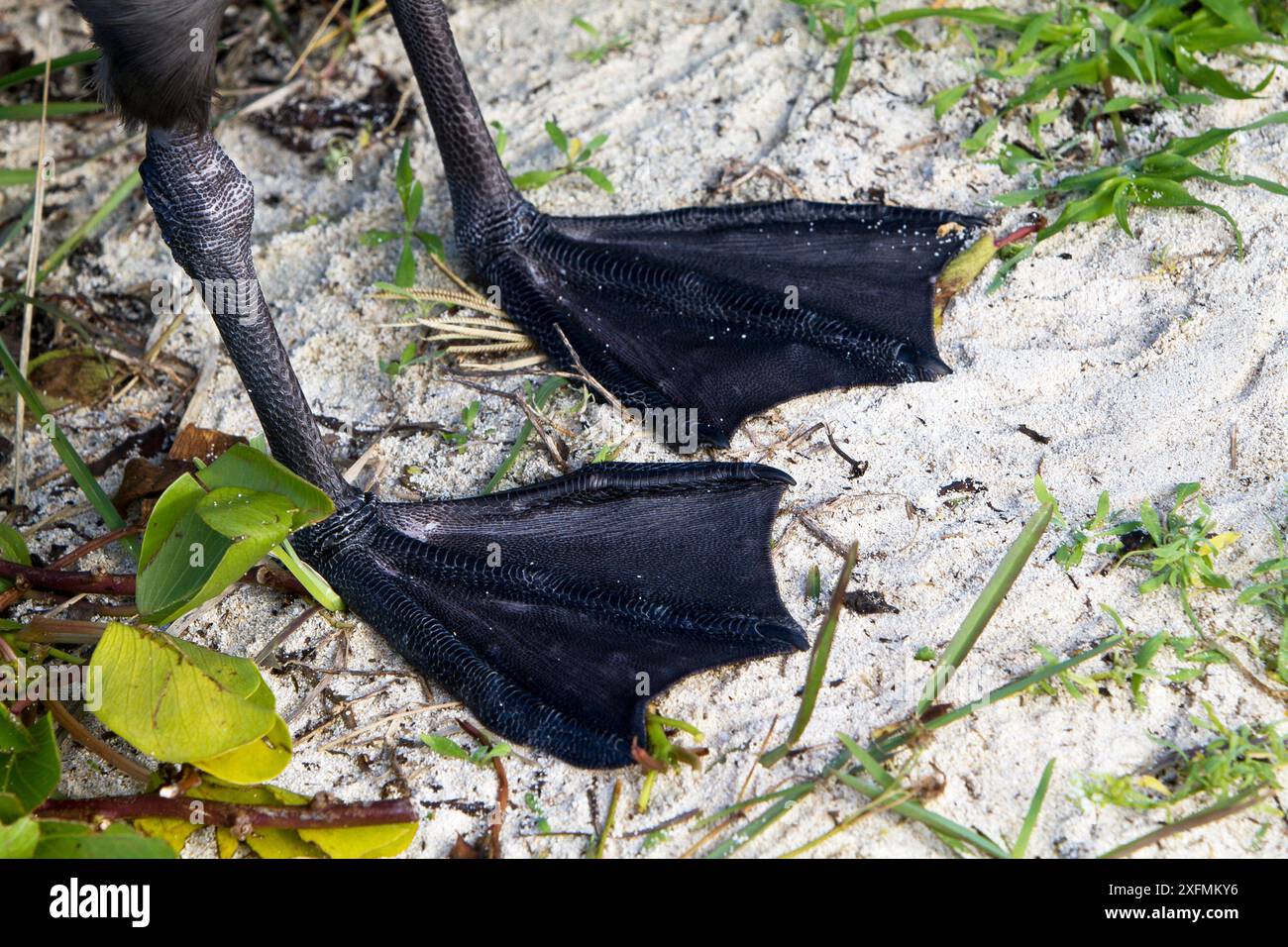 Schwarzfuß-Albatros (Phoebastria nigripes), Nahaufnahme der Füße, Eastern Island, Midway Atoll National Wildlife Refuge, Hawaii Stockfoto