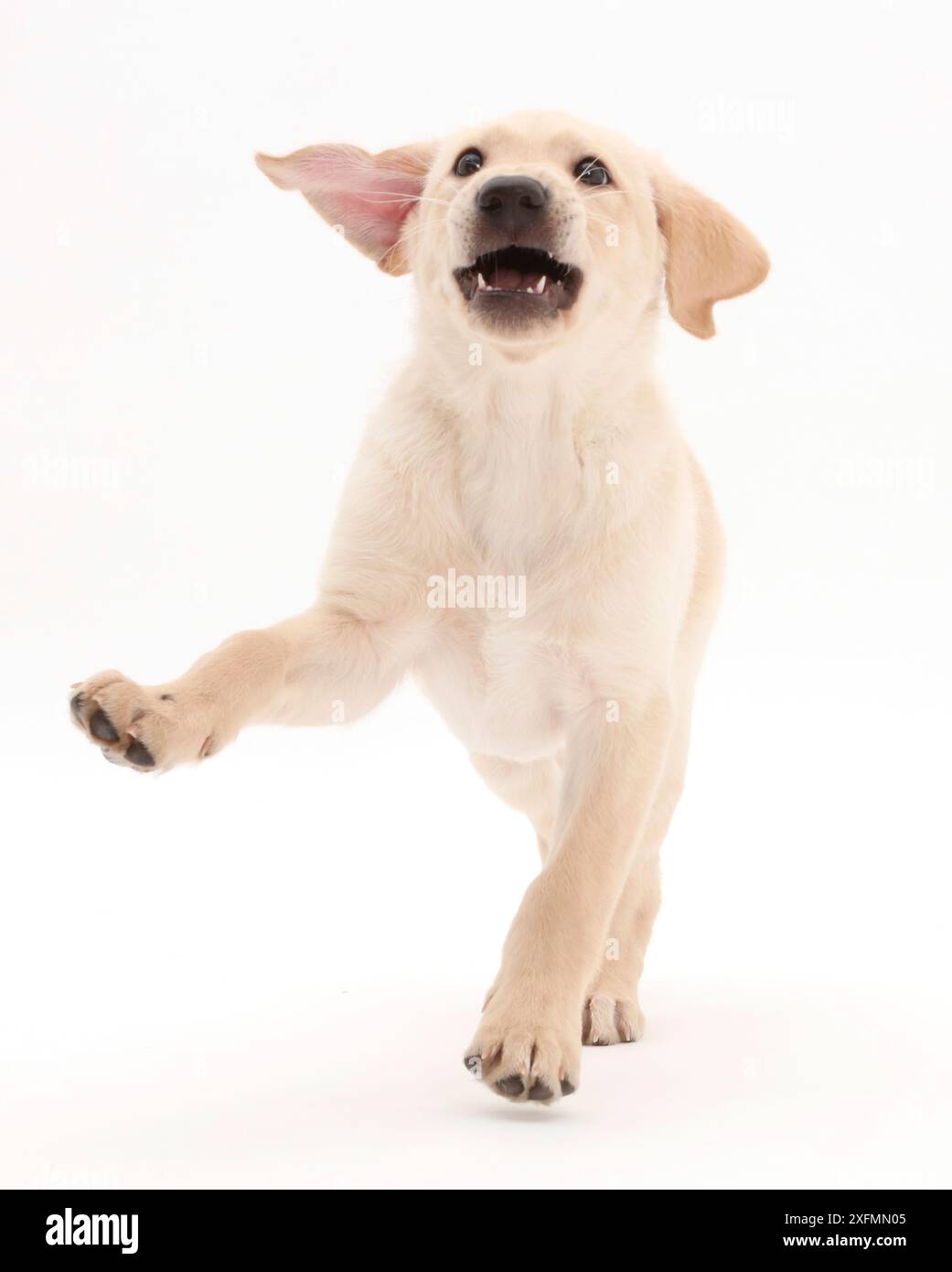 Verspielte gelben Labrador Retriever Welpen, Alter 9 Wochen. Stockfoto