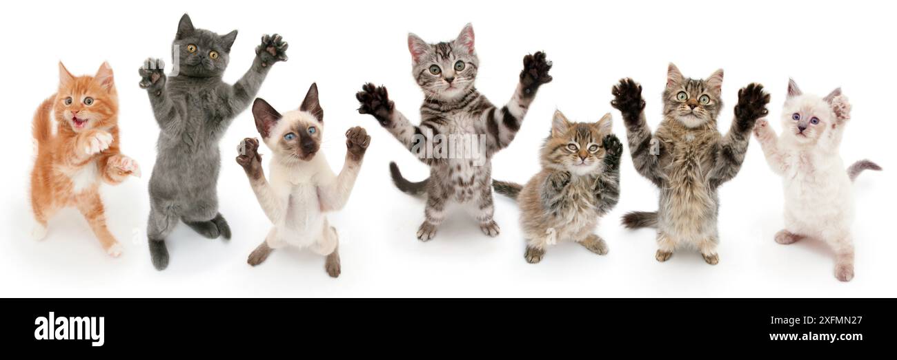 Sieben Katzen stehen auf den Hinterbeinen, die Vorderpfoten sind hoch. Digitales Composite Stockfoto