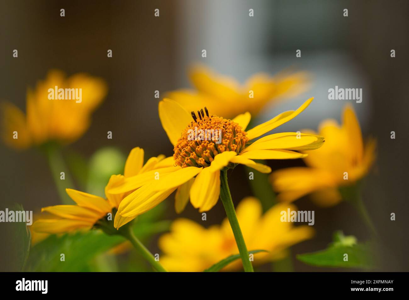 Hummel sammelt Pollen auf einer hellgelben großen Blume, Sommerstimmung, helle Farben, Webbanner Stockfoto