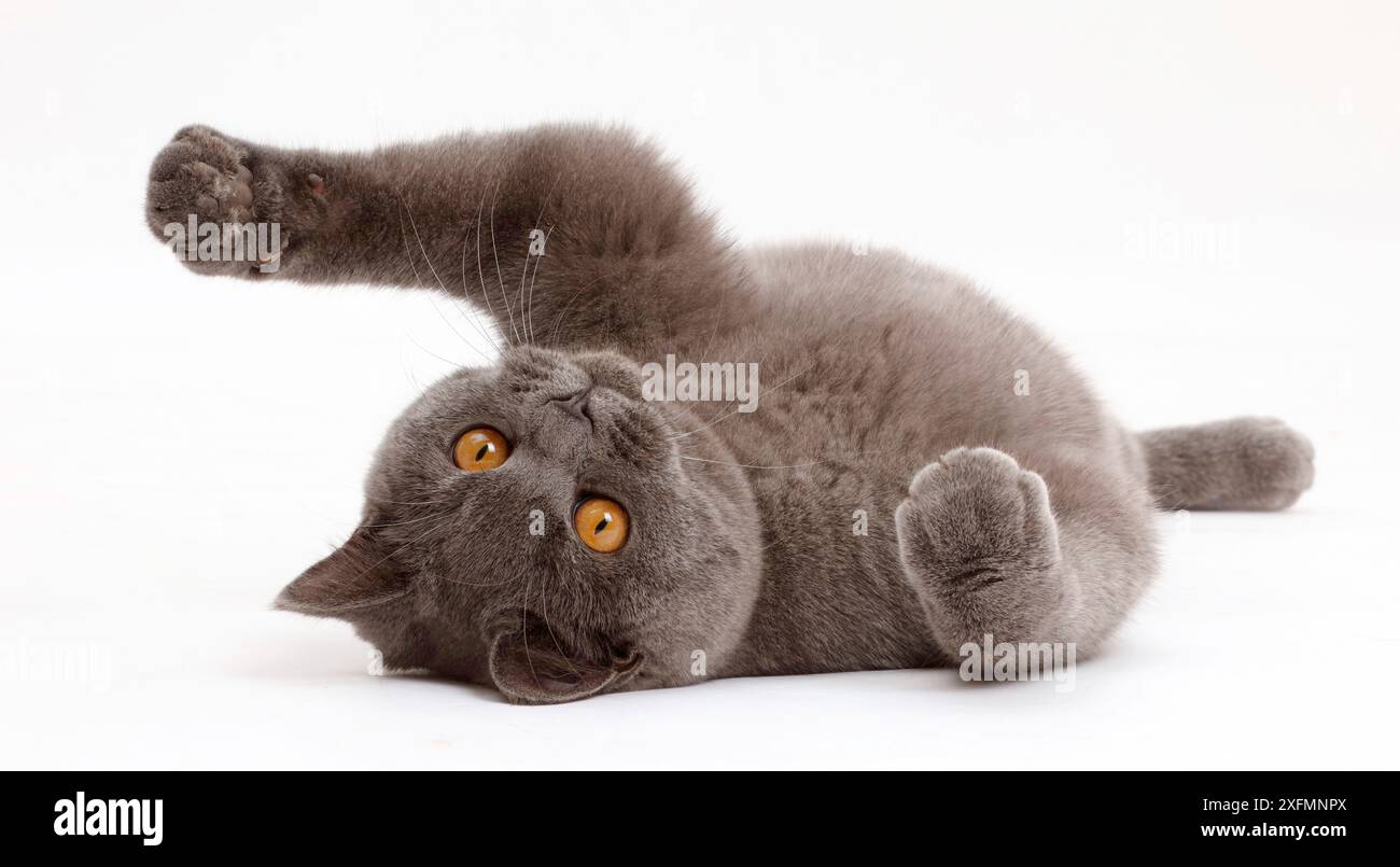 Blaue Britisch Kurzhaar Katze liegend auf seinem Rücken. Stockfoto