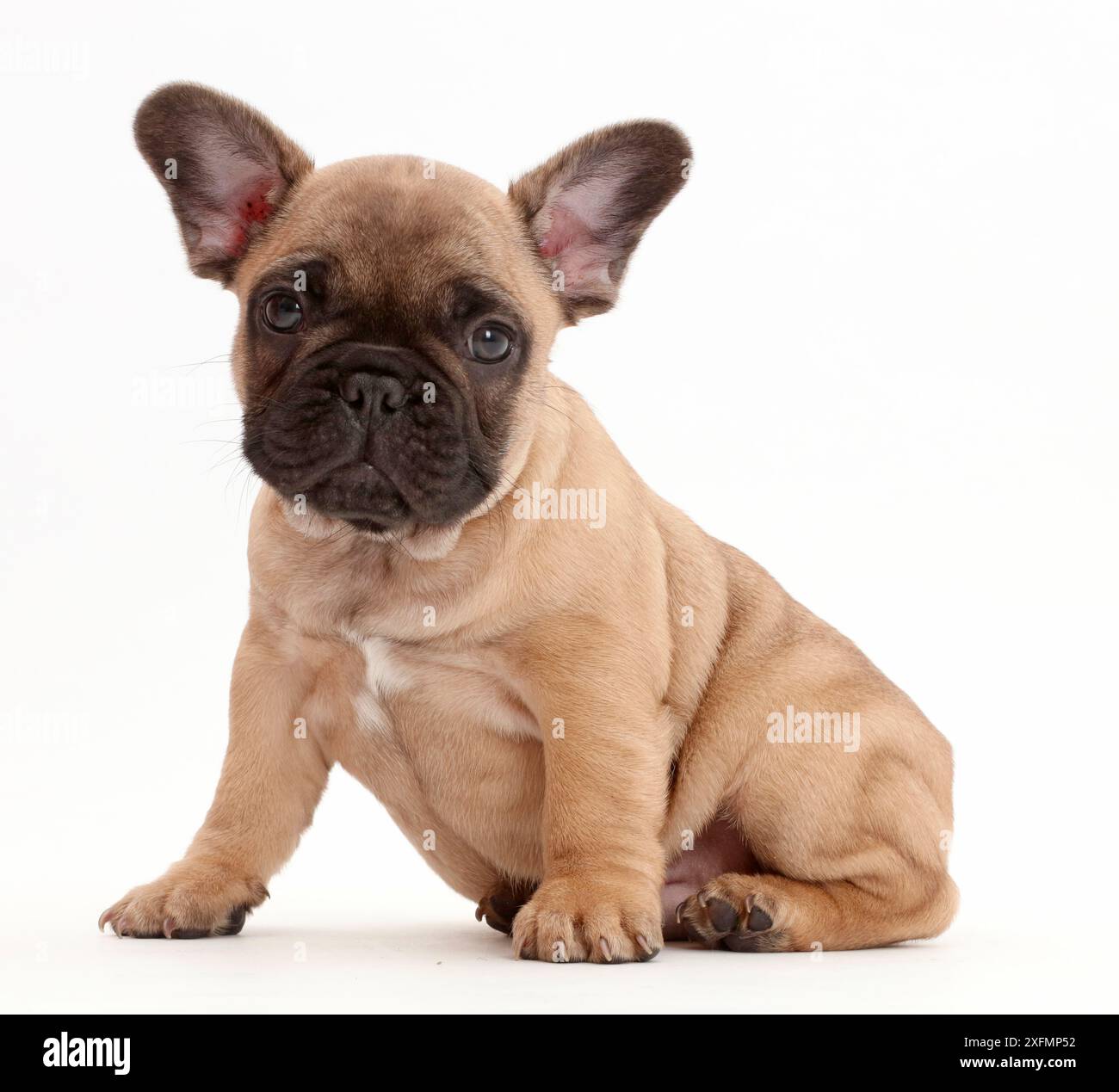 Französischer Bulldog-Welpe, Alter 7 Wochen. Stockfoto