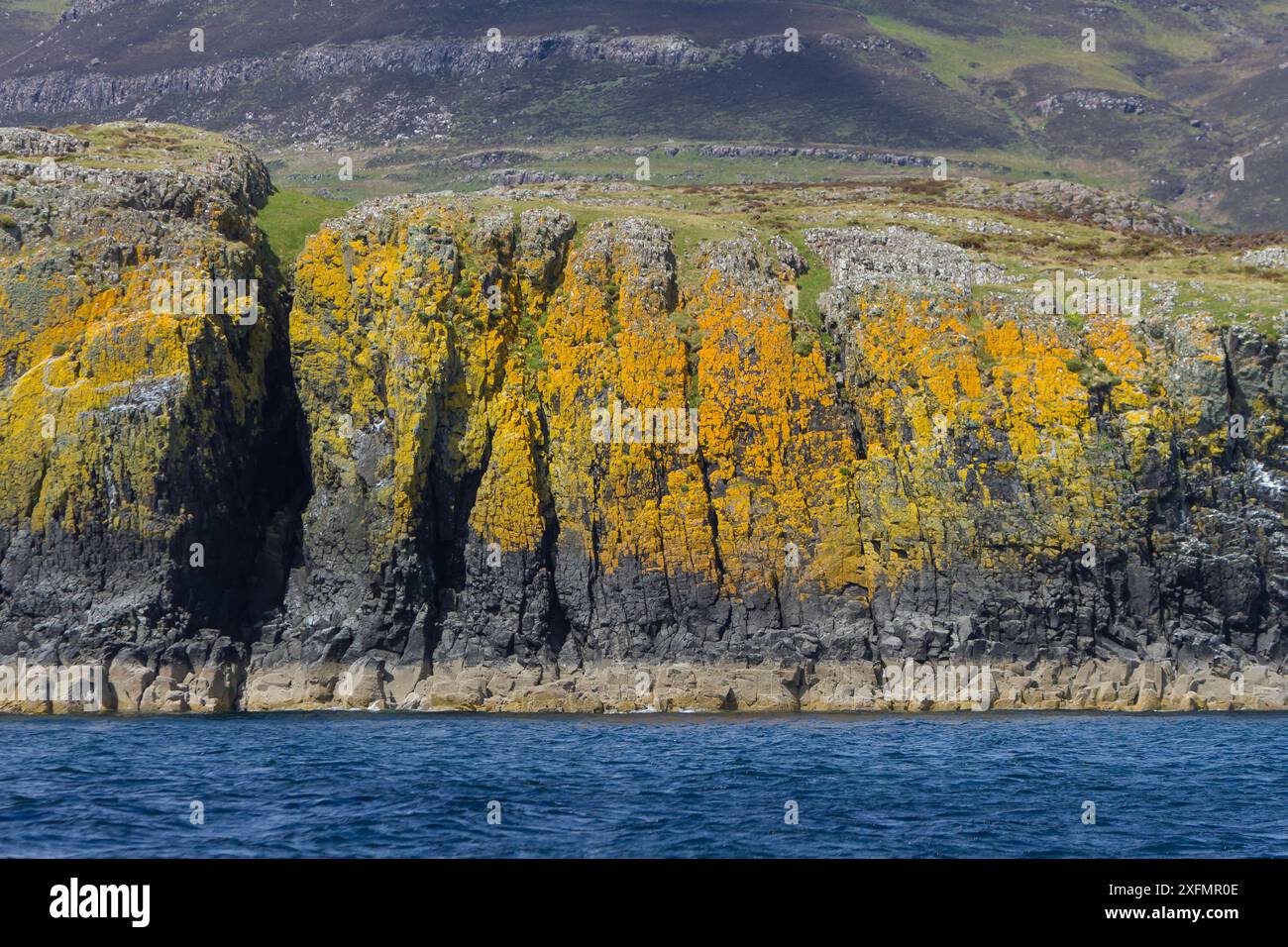 Flechtenzone mit Ölteerflechte, Verrucaria maura (schwarze Zone), Caloplaca sp. Und Xanthoria sp. (Gelbe Zone) Mull, Schottland Stockfoto