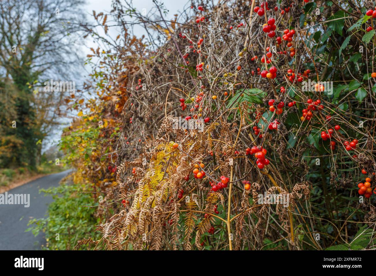 Schwarze Bryony-Beeren (Tamus communis) im Herbst. Catbrook, Monmouthshire, Großbritannien, November. Stockfoto