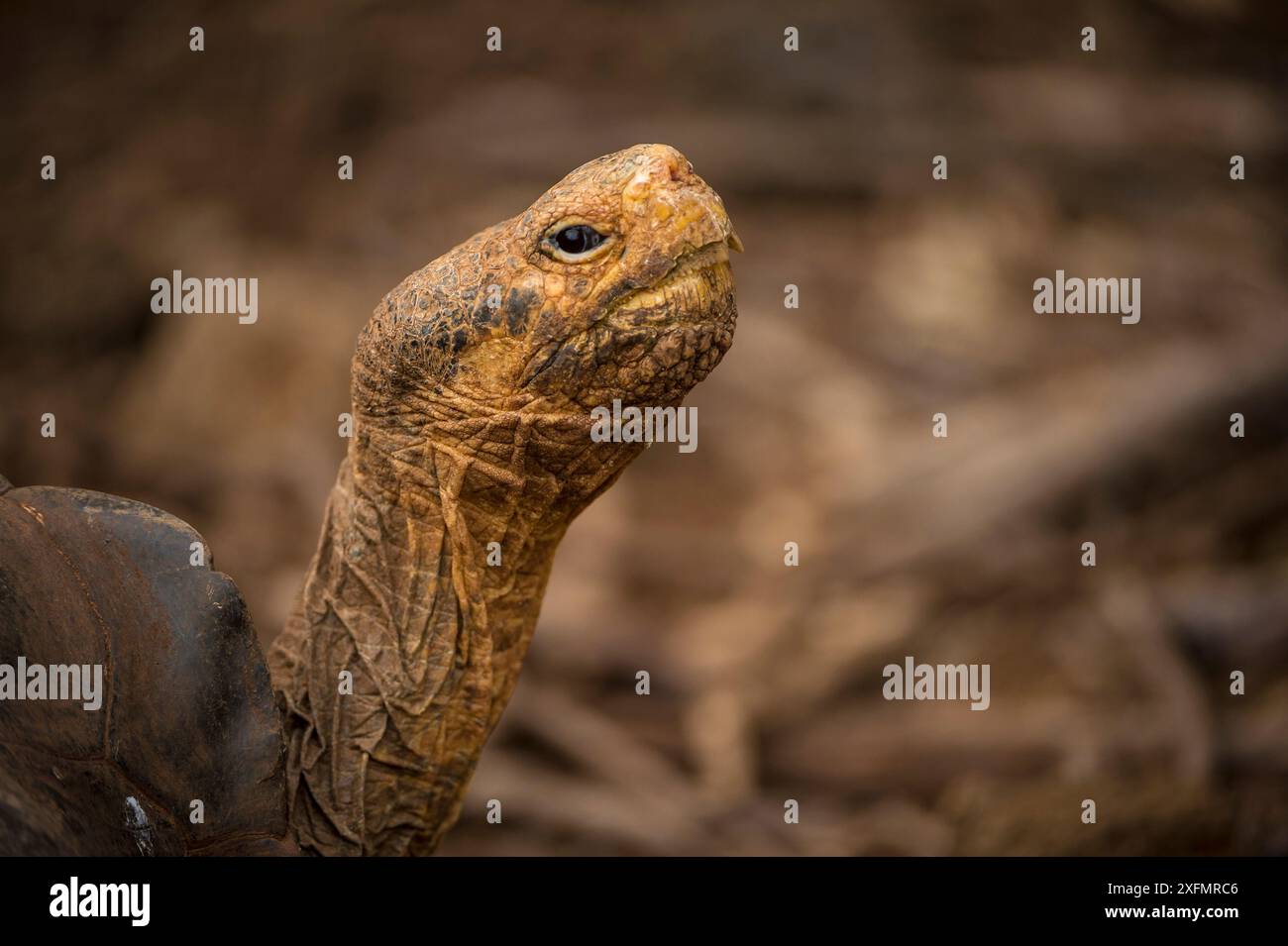 Espanola Giant Schildkröte (Geochelone hoodensis), die zuvor auf Espanola Island ausgestorben war, wird vom Zuchtzentrum der Charles Darwin Research Station in Santa Cruz, Galapagos Islands, wiedereingeführt. Stockfoto