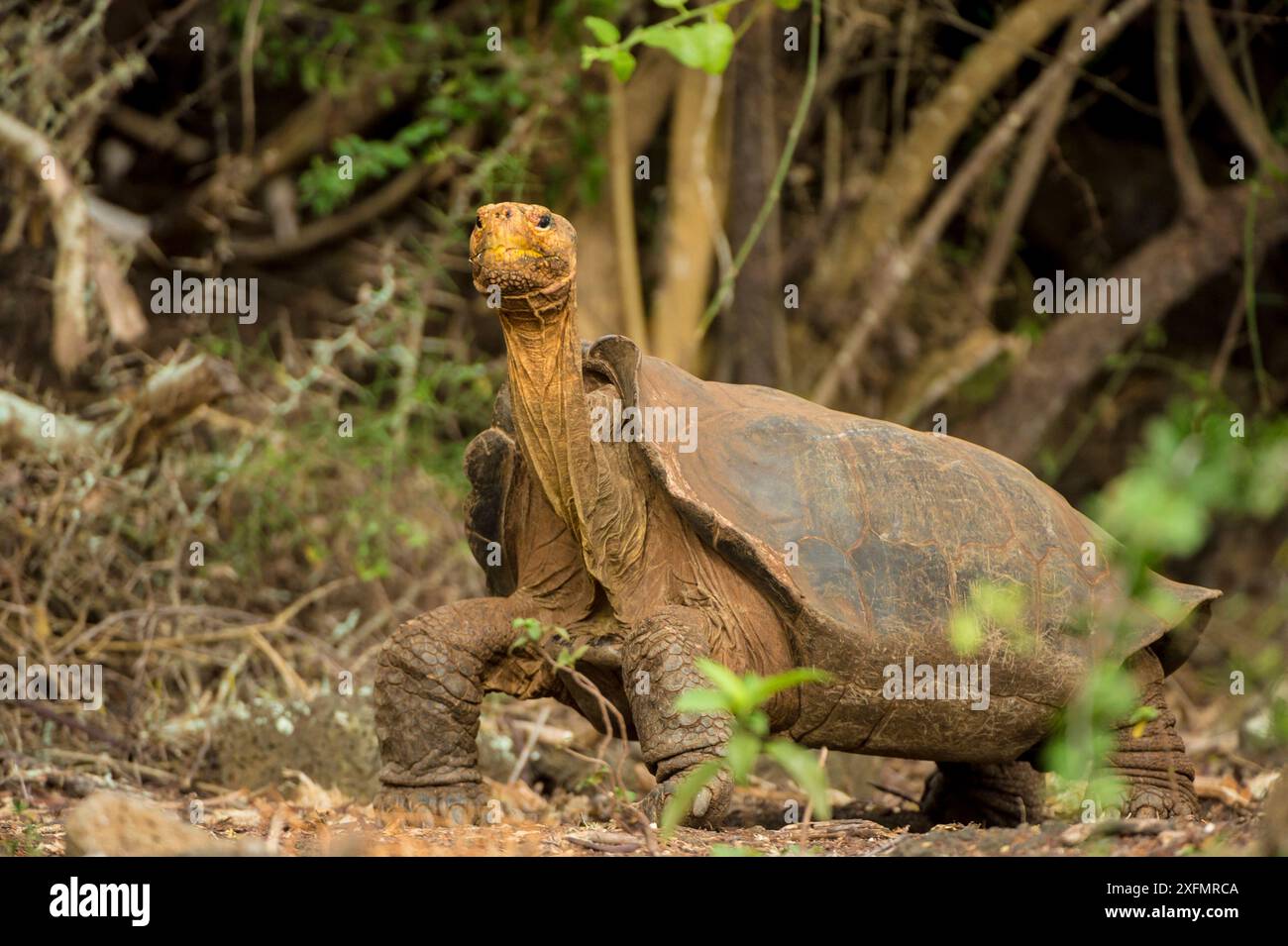 Espanola Riesenschildkröte (Geochelone hoodensis) mit sattelförmiger Schale, die zuvor auf Espanola Island ausgestorben war, wird dort vom Zuchtzentrum der Charles Darwin Research Station in Santa Cruz, Galapagos Islands, wieder eingeführt. Stockfoto