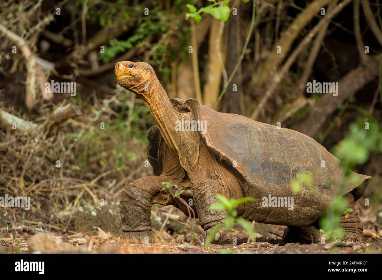 Espanola Giant Schildkröte (Geochelone hoodensis) mit sattelförmiger Schale, die zuvor auf Espanola Island ausgestorben war, wird vom Zuchtzentrum der Charles Darwin Research Station in Santa Cruz auf den Galapagos-Inseln wieder eingeführt. Stockfoto