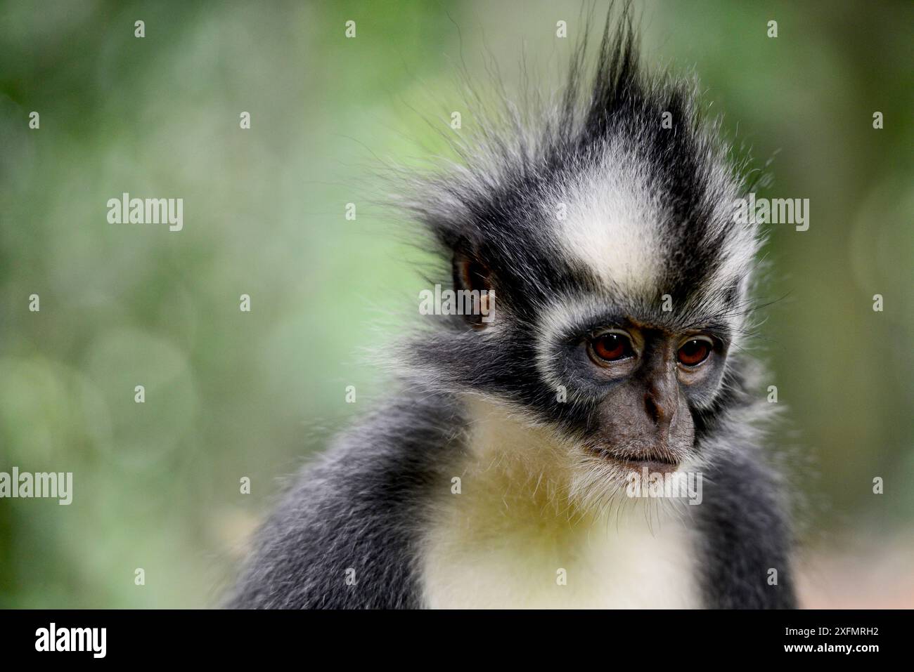 Thomas Langur (jugendsportlern thomasi), Tier endemisch in Northern Sumatra. Diese primaten haben relativ lange Arme und Beine, angepasst für eine akrobatische Leben in den Kronen der Bäume. Gunung Leuser Nationalpark, UNESCO-Weltkulturerbe, November. Stockfoto