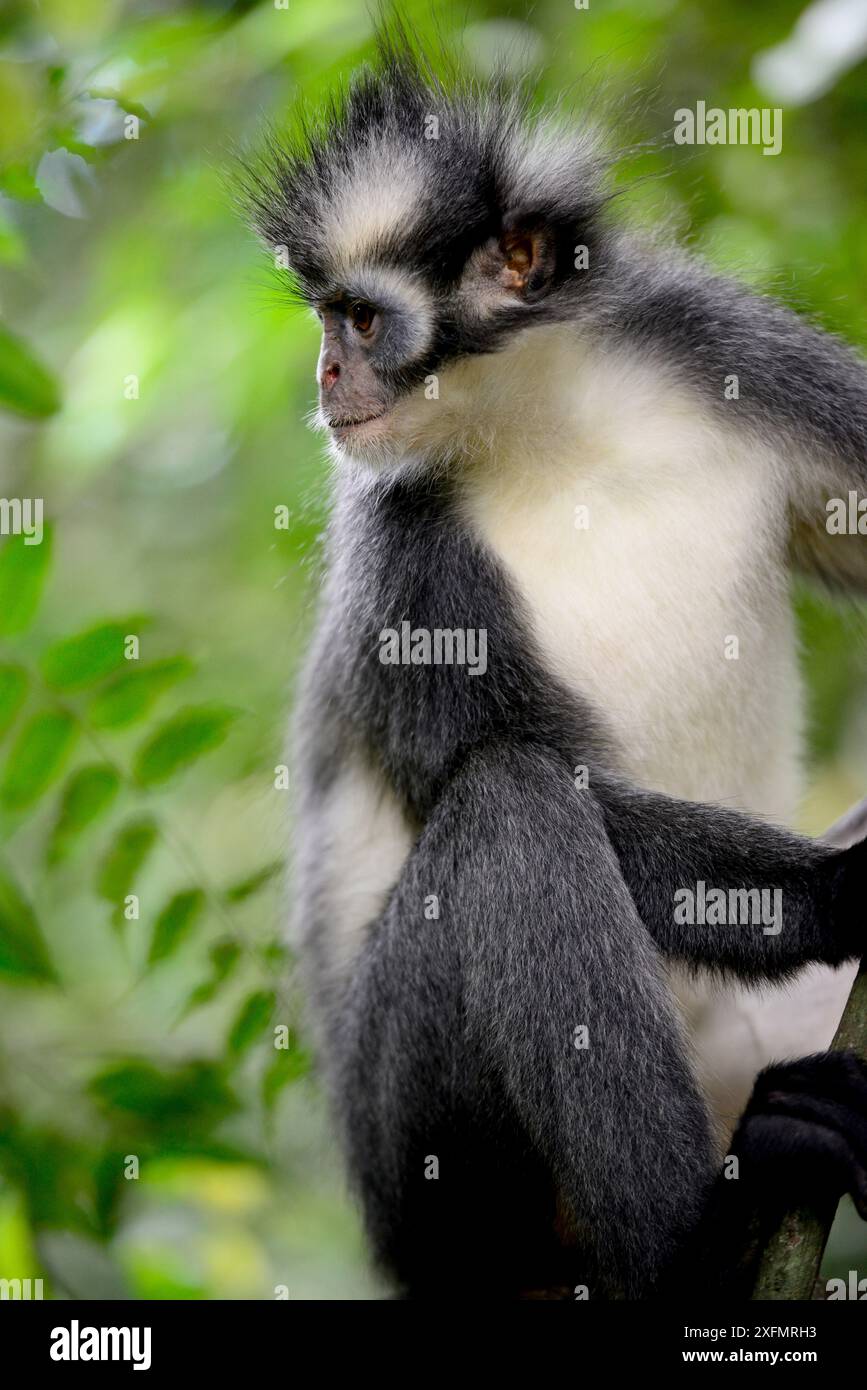 Thomas Langur (jugendsportlern thomasi), Tier endemisch in Northern Sumatra. Diese primaten haben relativ lange Arme und Beine, angepasst für eine akrobatische Leben in den Kronen der Bäume. Gunung Leuser Nationalpark, UNESCO-Weltkulturerbe, November. Stockfoto